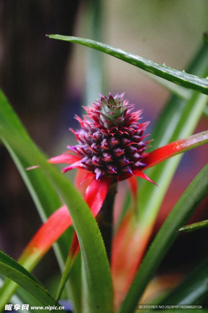 菠萝