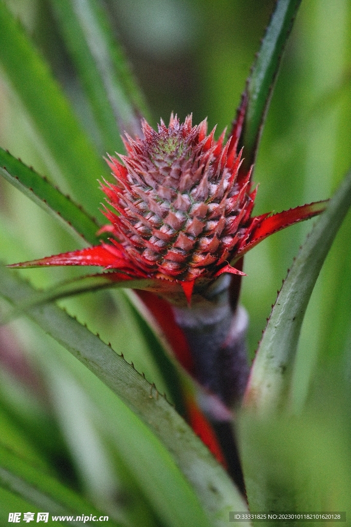 菠萝