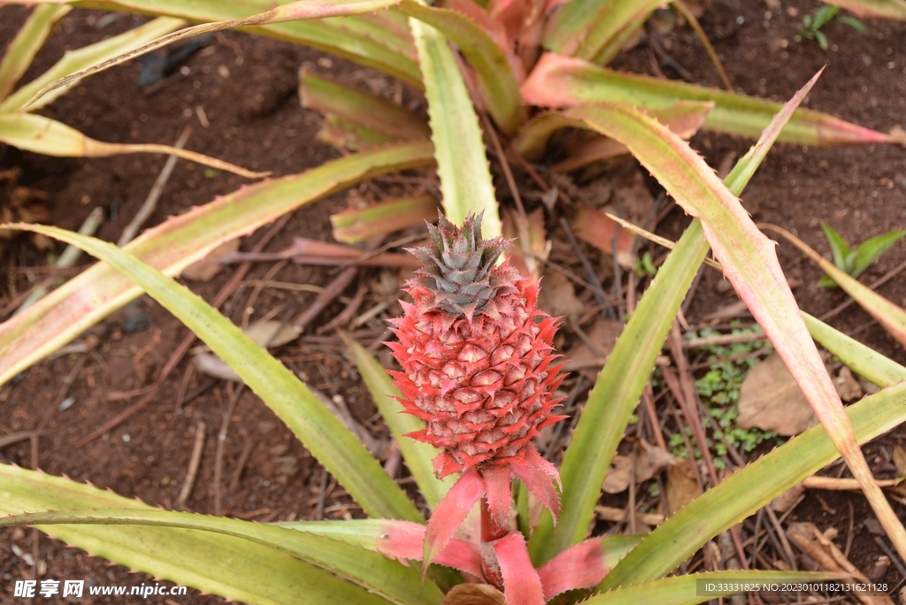 菠萝