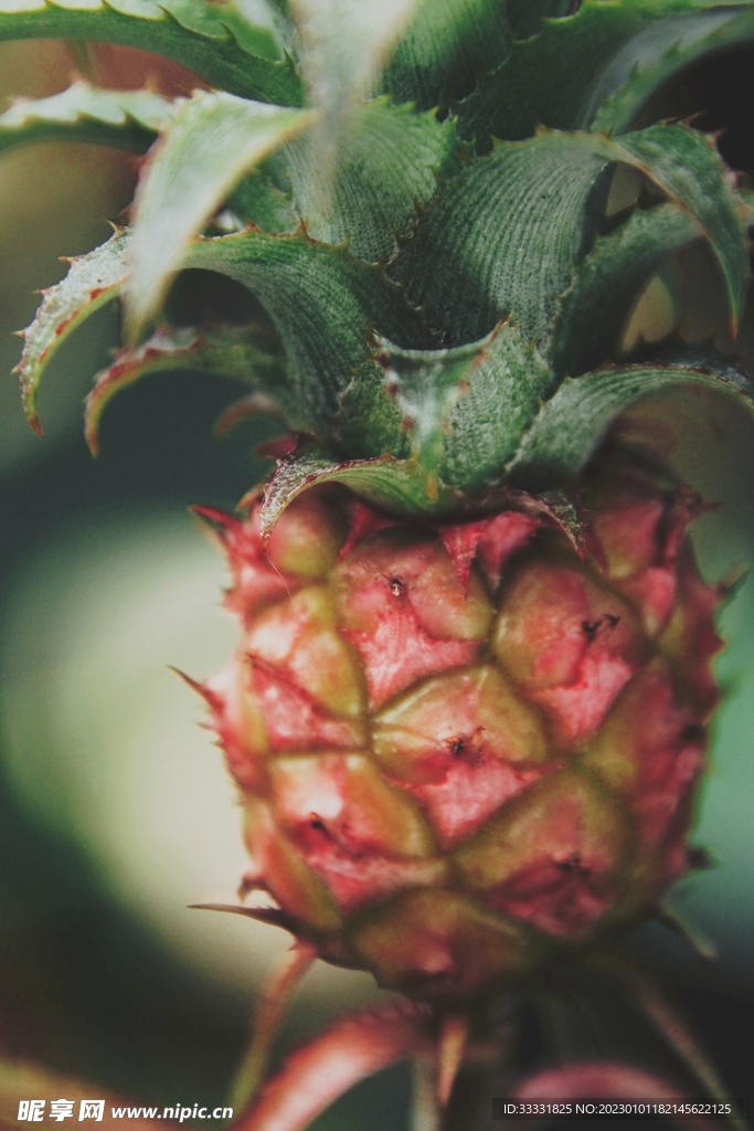 菠萝
