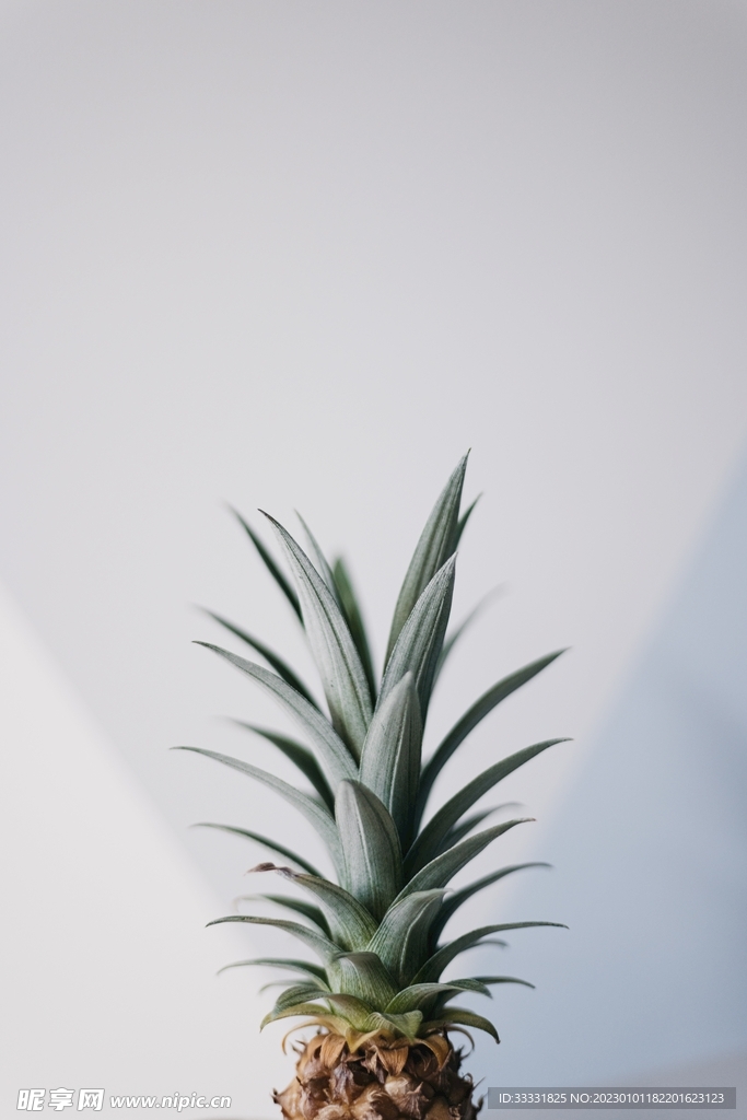 菠萝