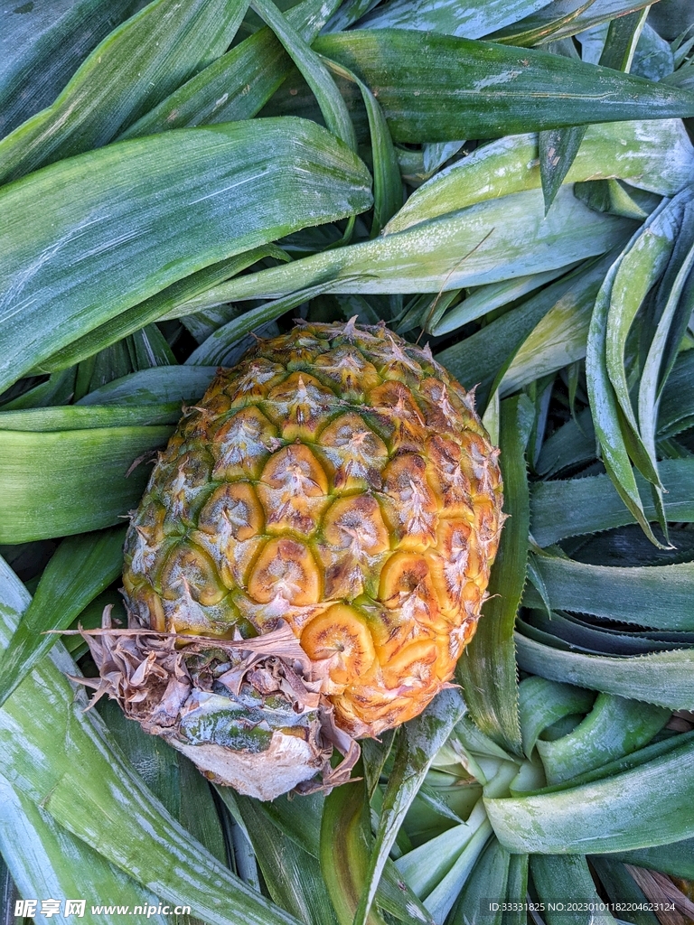 菠萝