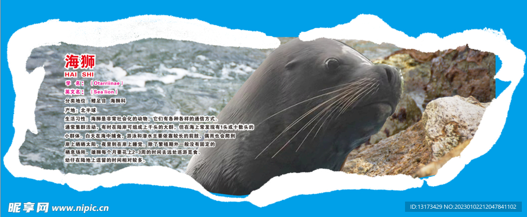 海狮