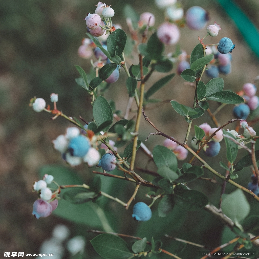 蓝莓