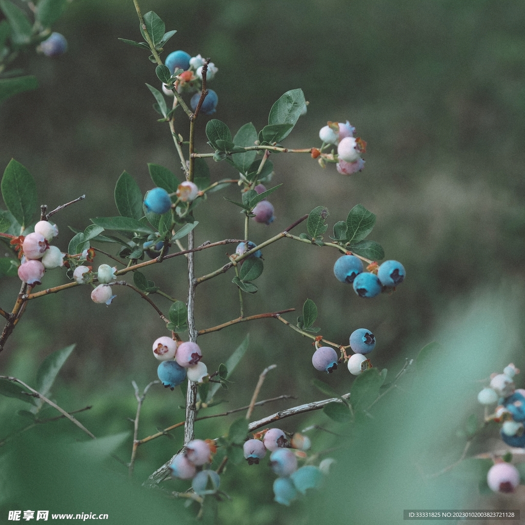 蓝莓
