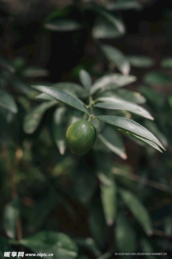 柠檬
