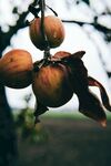 苹果