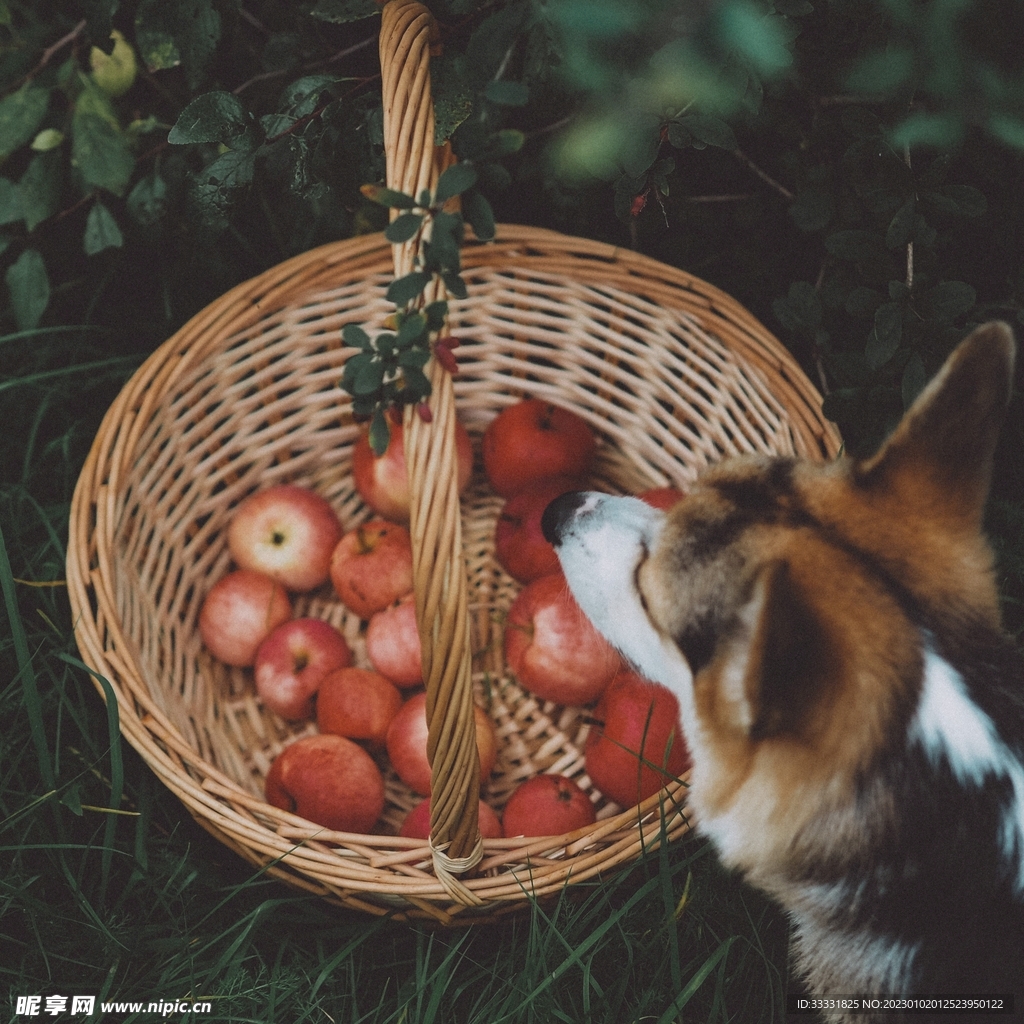 苹果