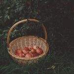 苹果