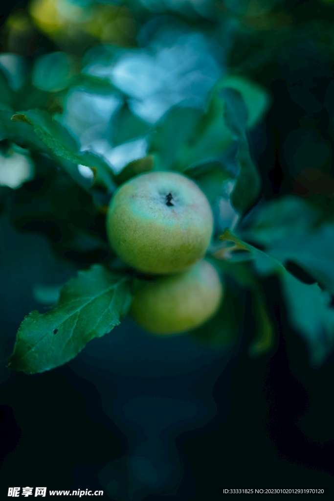 苹果