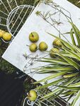 苹果