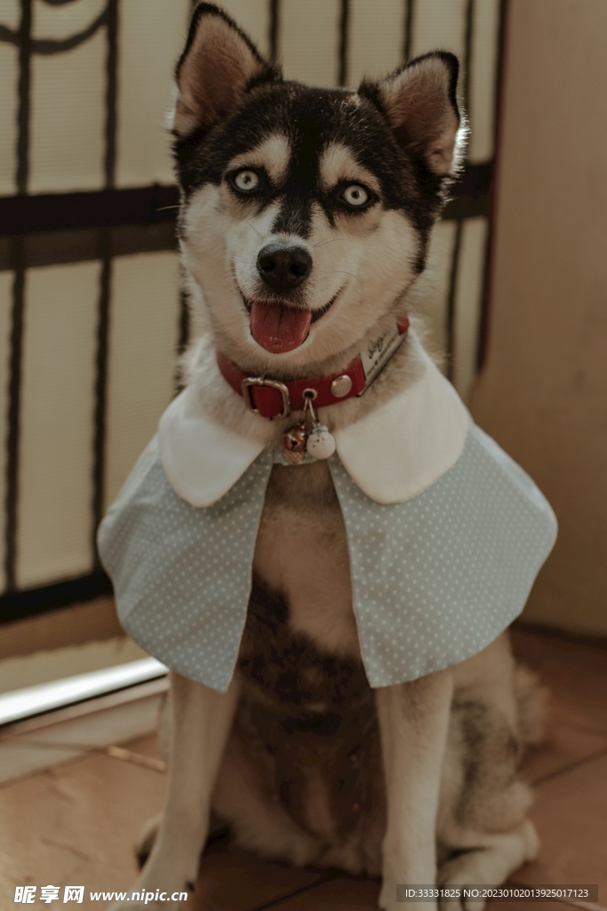 哈士奇