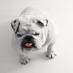 斗牛犬