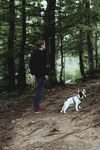斗牛犬