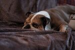 斗牛犬