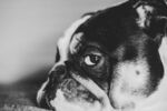 斗牛犬