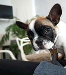 斗牛犬