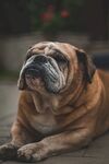 斗牛犬