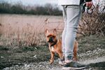 斗牛犬