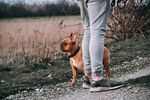斗牛犬