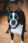 斗牛犬