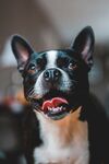 斗牛犬