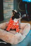 斗牛犬