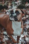 斗牛犬