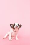 斗牛犬