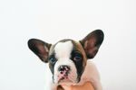 斗牛犬
