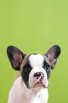 斗牛犬