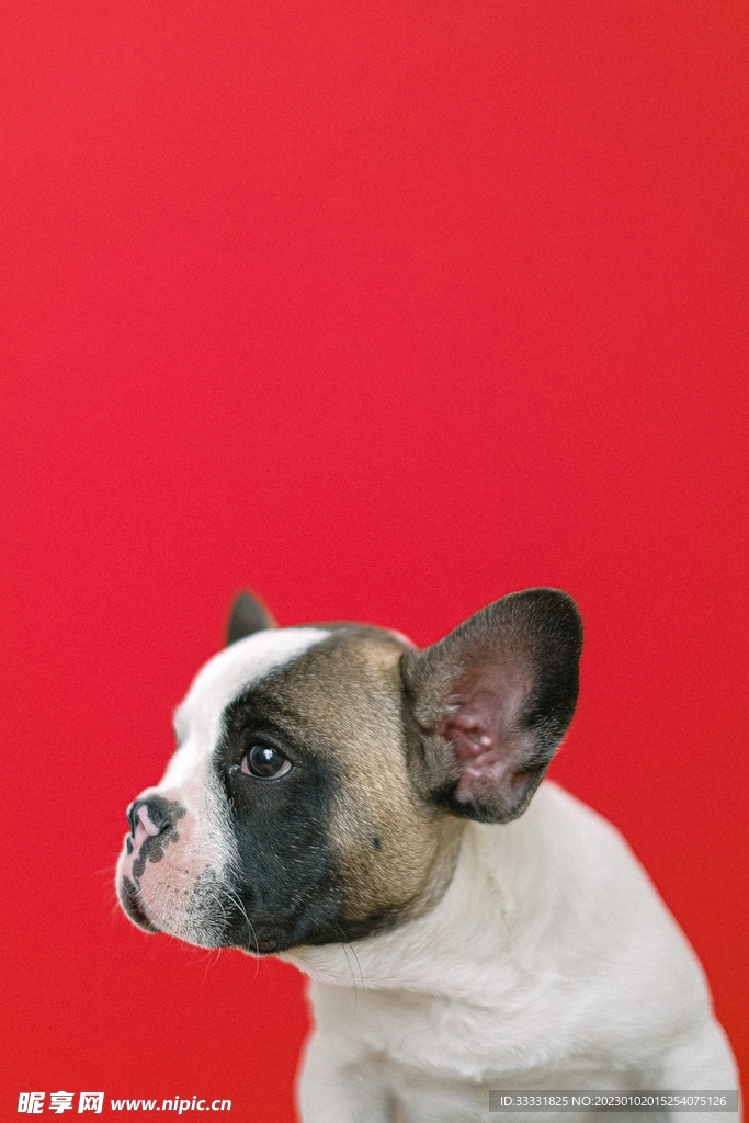 斗牛犬