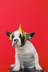 斗牛犬