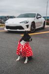 斗牛犬
