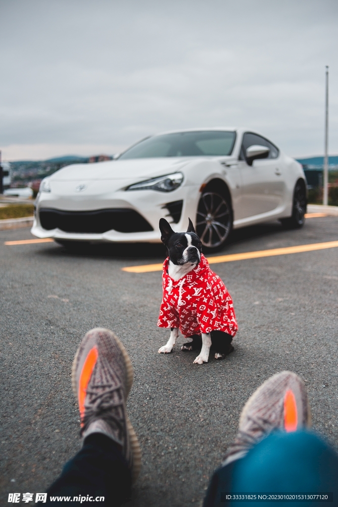 斗牛犬
