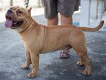 斗牛犬
