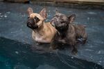 斗牛犬