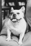 斗牛犬