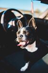 斗牛犬