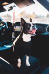 斗牛犬
