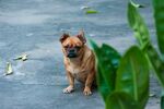 斗牛犬
