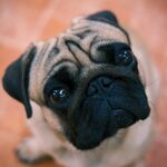斗牛犬