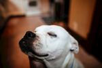 斗牛犬