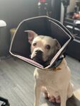 斗牛犬