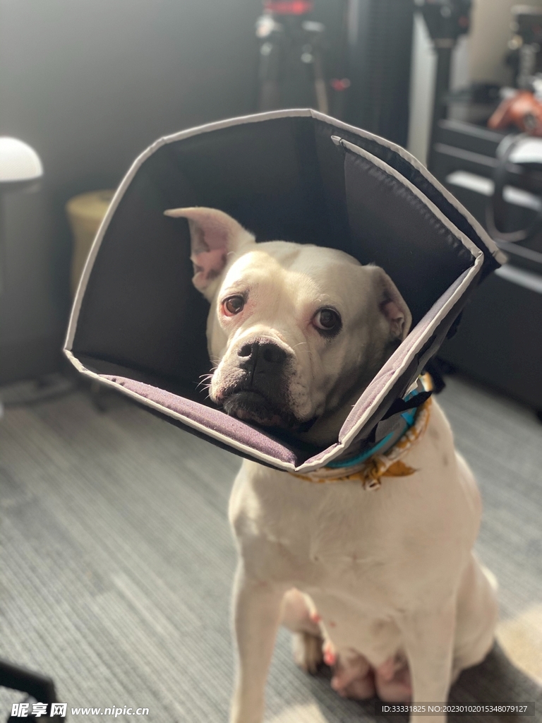 斗牛犬