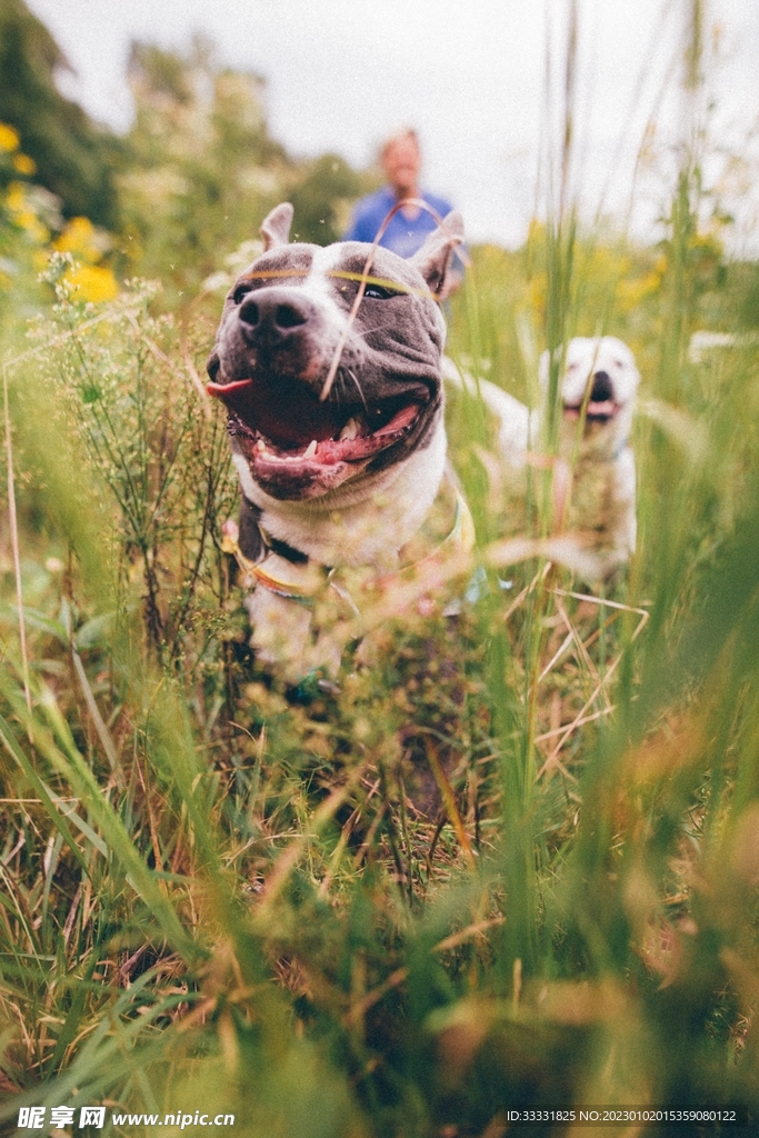 斗牛犬
