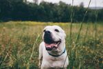 斗牛犬