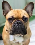 斗牛犬