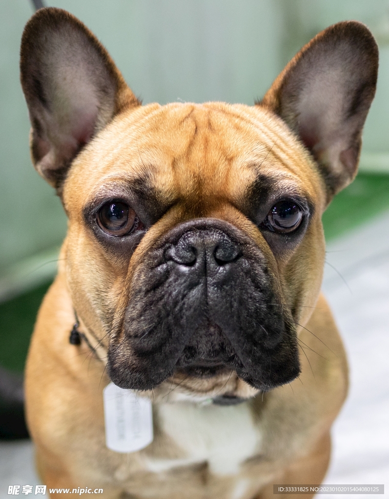斗牛犬