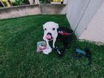 斗牛犬